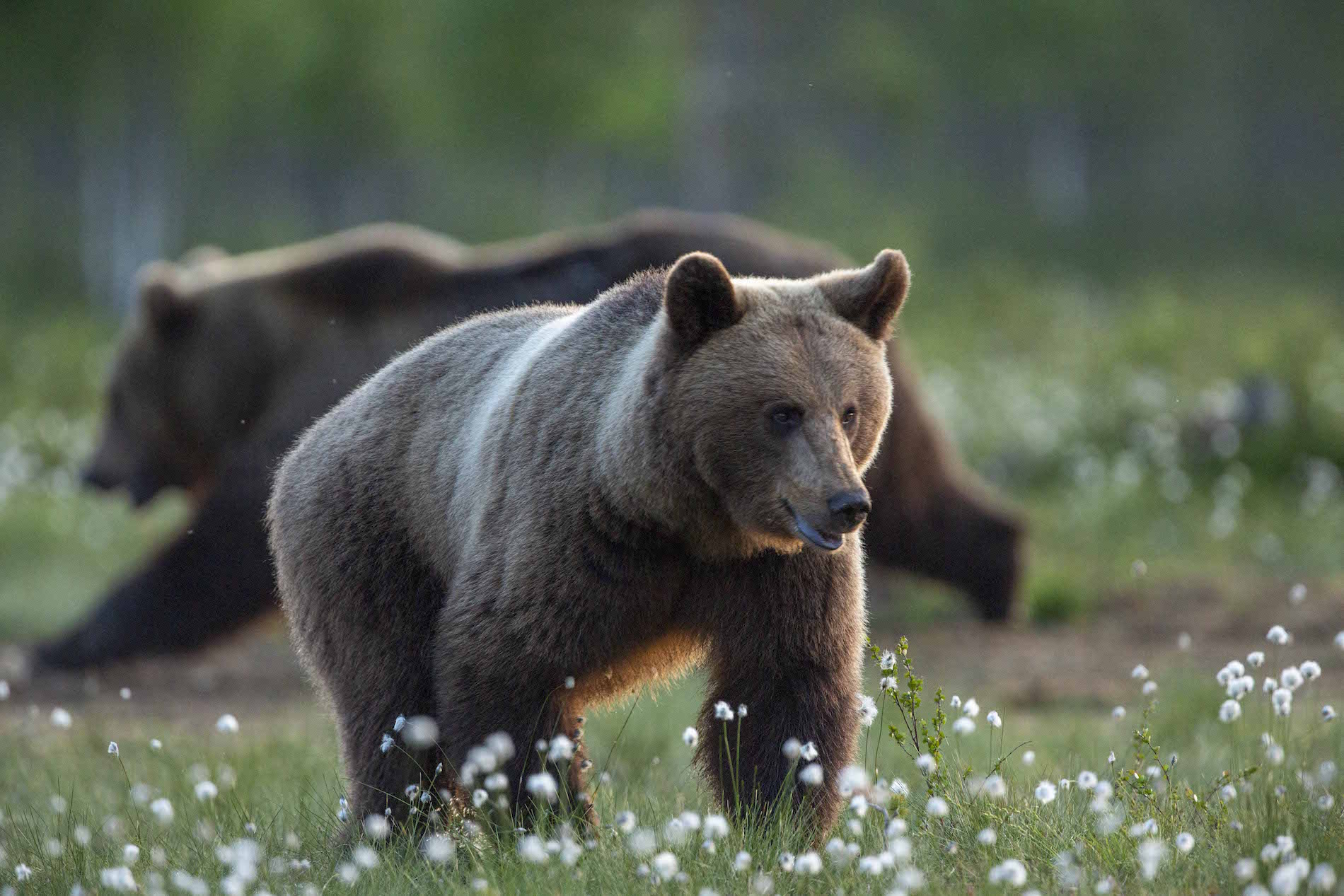 Karhunkatselua Lentiirassa