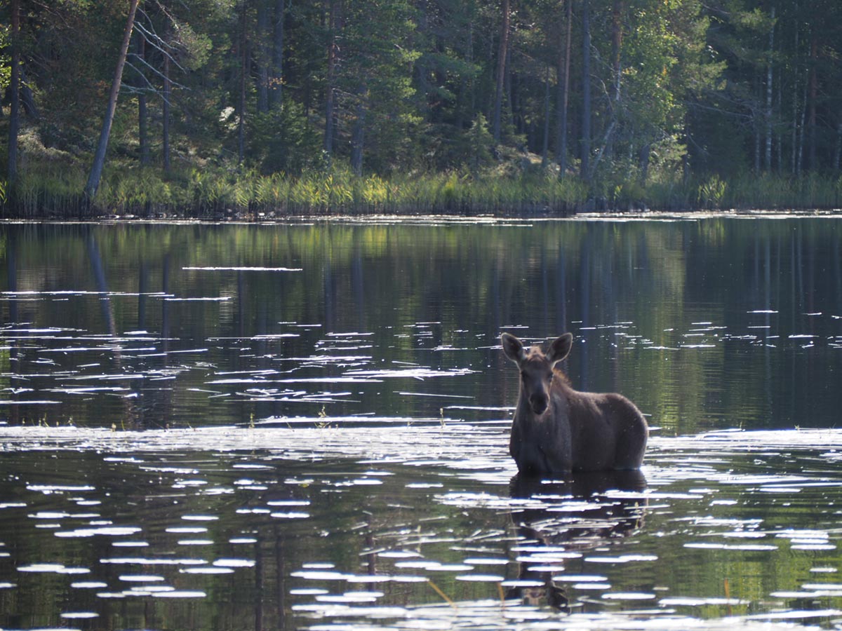 Hirvibongausretki Lentiirassa