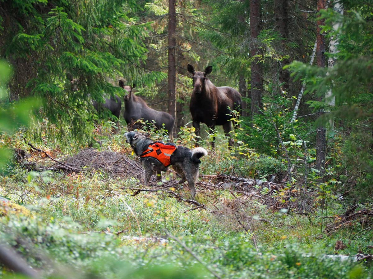 Hirvenmetsästys Lentiirassa